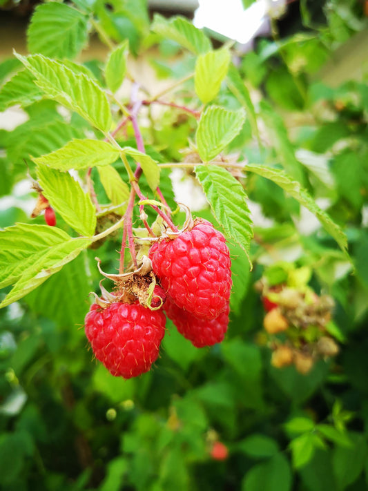 What is Raspberry leaf tea?